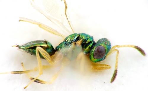 Spaniopus amoenus